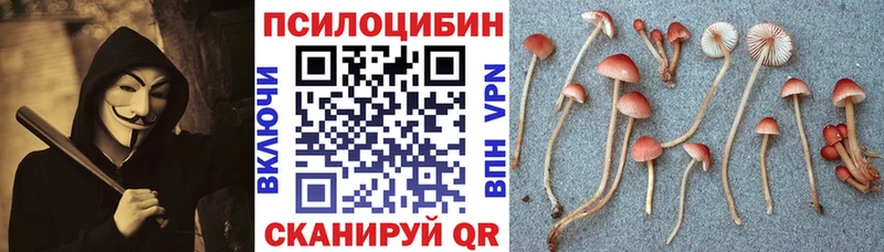 дарнет шоп omg как зайти Галлюциногенные грибы мицелий Петрозаводск